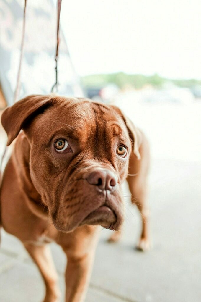 11 Redenen Waarom Uw Hond Niet Huilt + 3 Tips