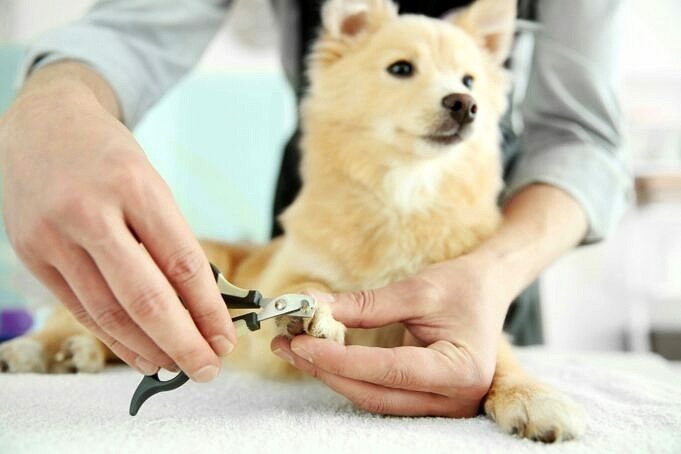 Hoe De Nagelknipper Voor Honden Te Gebruiken Guillotine & Scissor