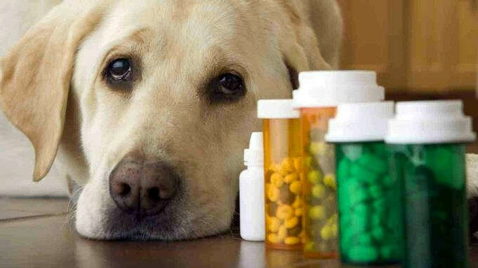 Hoe Medicatie Voor Honden Toedienen?